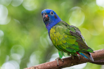 Blue-headed Parrot (Pionus menstruus). Beautiful parrot perched on a tree trunk with an out of focus background