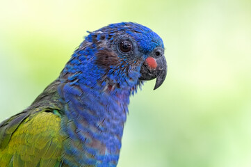 Blue-headed Parrot (Pionus menstruus). Portrait of blue bird with green on creamy green background