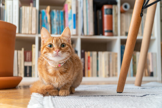 Kitten portrait at home