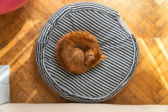 Cat roll sleep