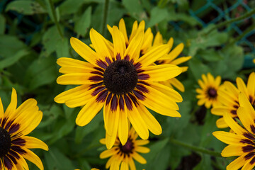 ルドベキア（Rudbeckia）／キク科