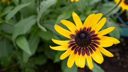 上から見たルドベキア（Rudbeckia）／キク科