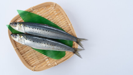 真イワシ・Japanese sardine