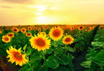 Rolgordijnen Endless field of yellow sunflowers at sunset. Fields of Ukraine.  © Ann Stryzhekin
