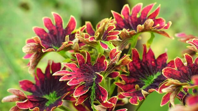 Coleus scutellarioides with a natural background
