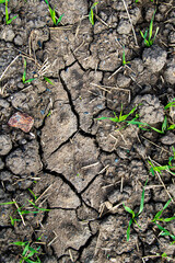 plant in soil