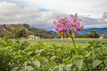flowers in the field