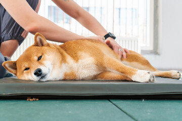 Dog relax massage