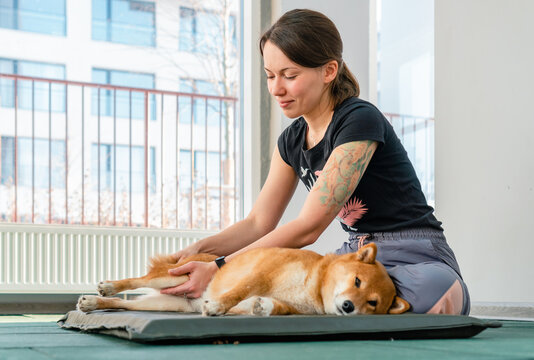 Pro dog muscle massage