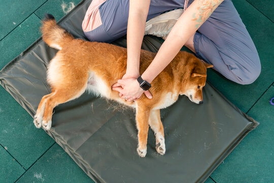 Dog chest massage 