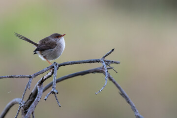 Female superb fairy wren perching on a branch in the morning light, Sydney