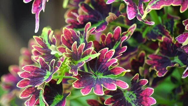 Coleus scutellarioides with a natural background