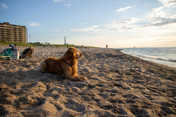 A dog watches the sunset on a beach