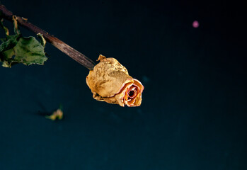 yellow rose on blue background