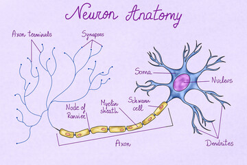 Human neuron illustration
