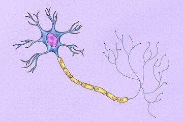Human neuron illustration