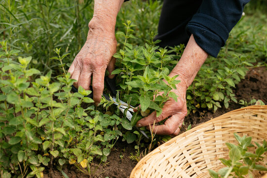 Woman harvesting oregano