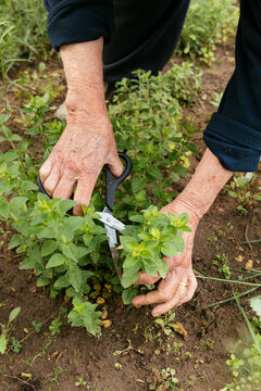 Woman harvesting oregano