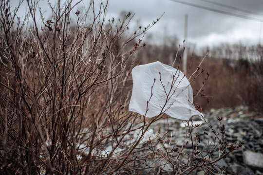 plastic bag in bush