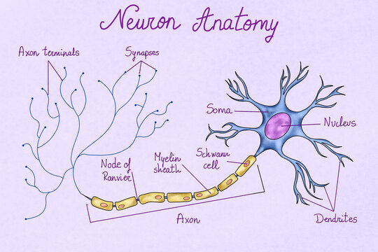 Human neuron illustration