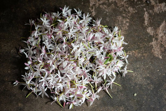 Stilllife with flowers