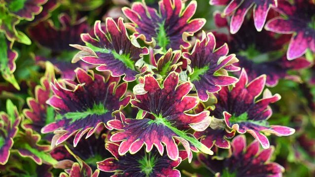 Coleus scutellarioides with a natural background
