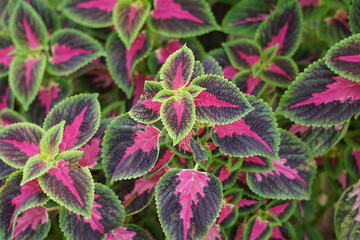 Coleus scutellarioides with a natural background