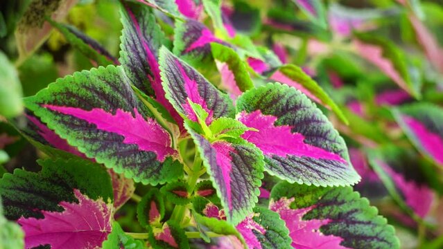 Coleus scutellarioides with a natural background