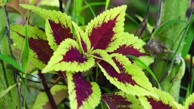 Coleus scutellarioides with a natural background