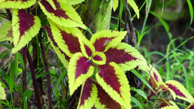 Coleus scutellarioides with a natural background