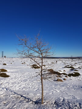 The three and the snow