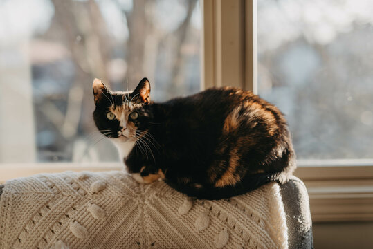 A tortoise cat resting on a chair