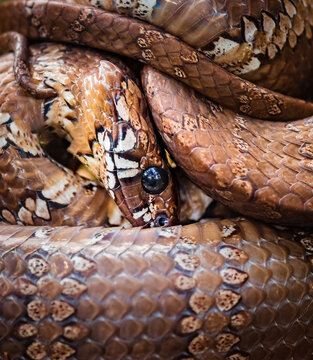 Snake in defensive position