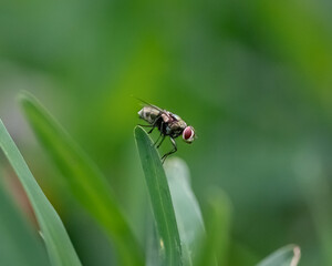 The fly