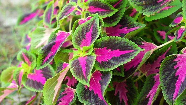 Coleus scutellarioides with a natural background