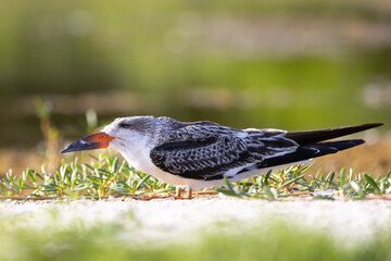 Black skimmer (Rynchops niger) that appears to be juvenile on Lido Beach, Sarasota, Florida