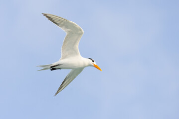 Royal tern (Thalasseus maximus) in flight against a blue sky 