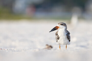 Black skimmer (Rynchops niger) that appears to be juvenile, on Lido Beach in Sarasota, Florida