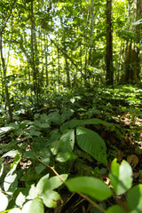 Obraz premium tropical forest ecosystem with leafy trees, branches and fresh leaves in the day, beautiful landscape with nature outside