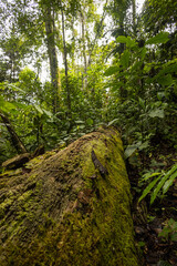 Obraz premium beautiful jungle, flora in a natural state, detail of trees, leaves, trunk and branches on a sunny day, scene of tranquility, nature wallpaper