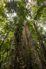 flora in a natural state, environment surrounded by trees, leaves, trunk, branches and moss on a sunny day in a jungle, nature wallpaper