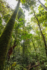 environment scene surrounded by trees, leaves, trunk, branches on a sunny day in a jungle, outdoor nature wallpaper