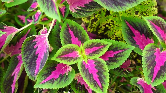 Coleus scutellarioides with a natural background