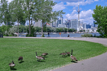 Toronto waterfront park with Canada geese grazing on the lawn - obrazy, fototapety, plakaty
