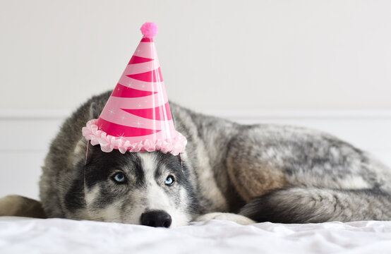 Husky Dog In Pink Birthday Hat Lying On White Bed Feeling Sad