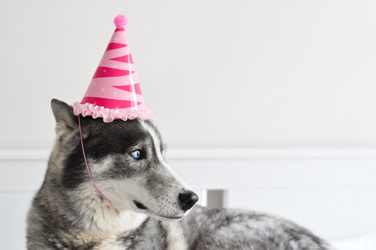 Husky Dog In Pink Birthday Hat In White Room