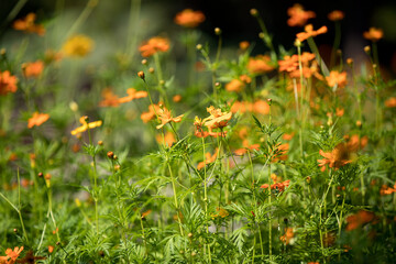 Outdoor wild flower wild flowers