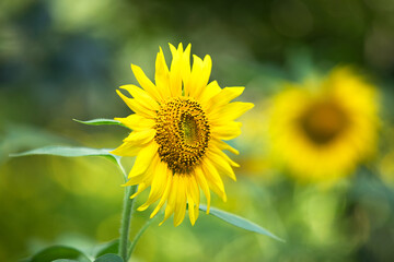 Fototapeta premium Close up of sunflowers and sunflowers