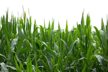 Corn seedlings are growing in summer