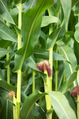 Obraz premium Close up of newly formed corn cobs